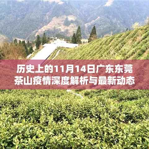 历史上的11月14日广东东莞茶山疫情深度解析与最新动态回顾