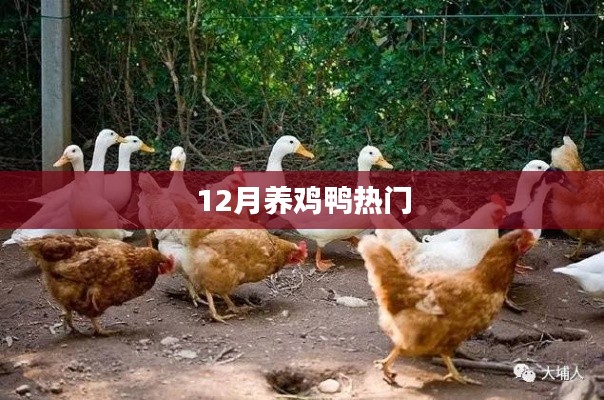 冬季鸡鸭养殖热门知识指南