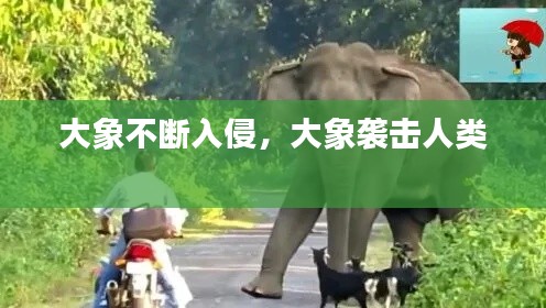 大象不断入侵,大象袭击人类