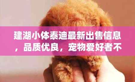 建湖小体泰迪最新出售信息,品质优良,宠物爱好者不容错过