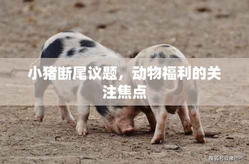 小猪断尾议题,动物福利的关注焦点